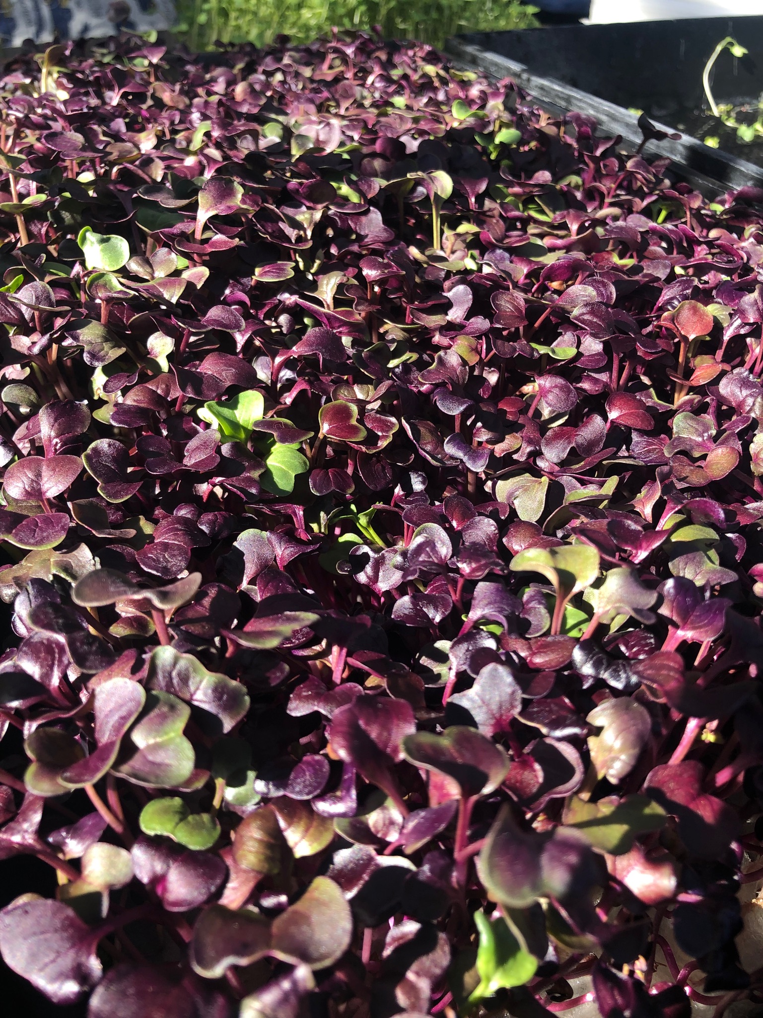 purple microgreens