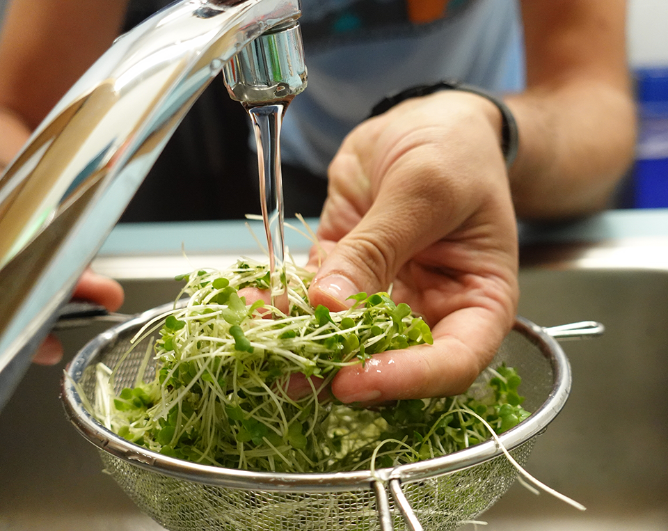 washing microgreens